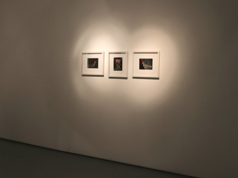 Dawn Chorus, installation view
