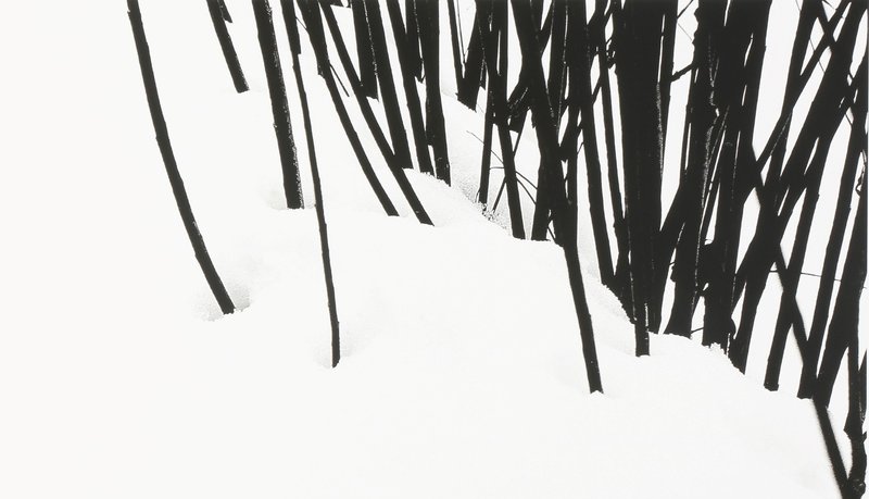 Abbas Kiarostami, Untitled, 2005