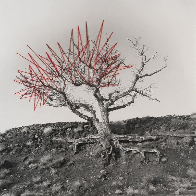 Stefania Beretta, My Trees, 2024