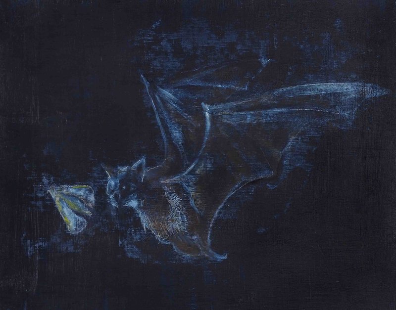Avish Khebrezadeh, Bat Hunting Moth , 2014