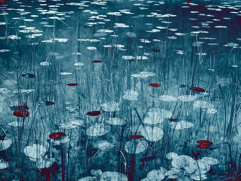 Santeri Tuori, Water Lilies No.20, 2022