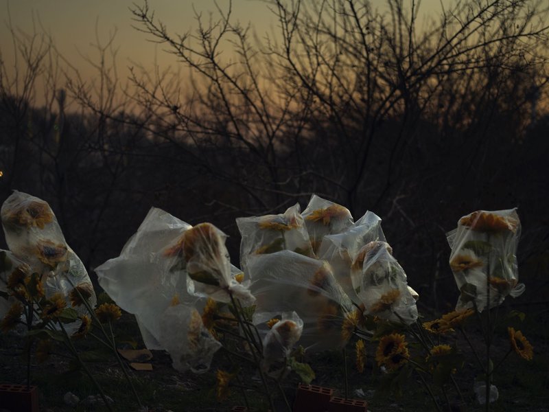 Newsha Tavakolian, Untitled, 2020