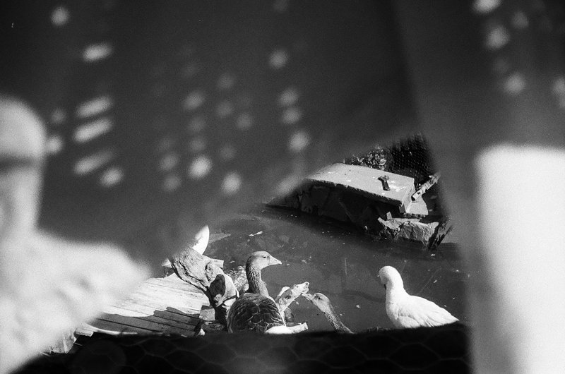 Kimia Askarian, Untitled, 2021