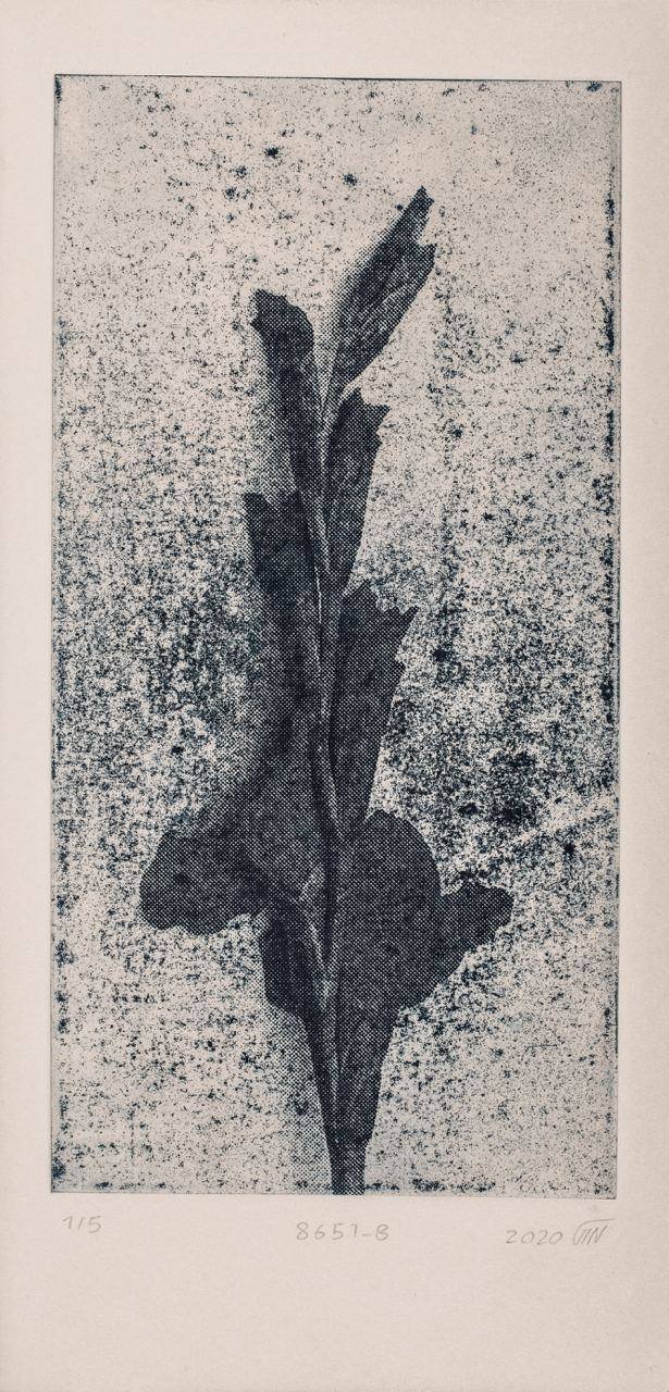 Kazhal Fakhri, Untitled, 2020