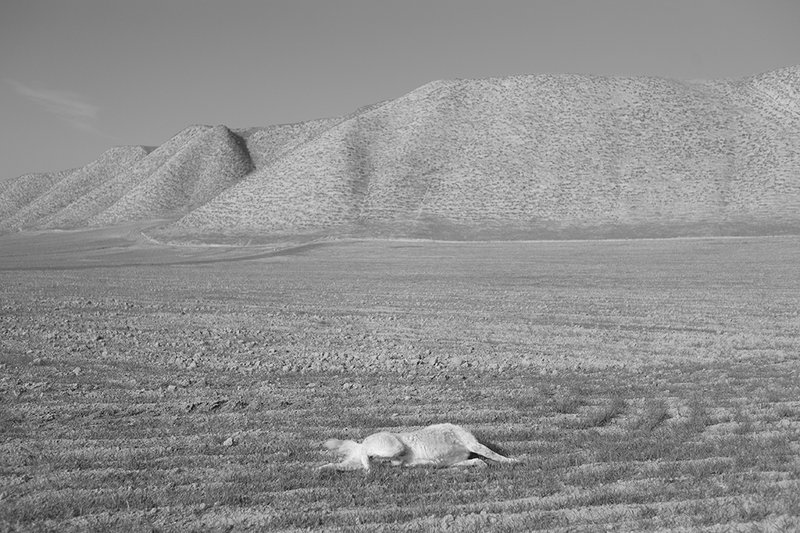 Mohsen Shahmardi, Untitled, 2016