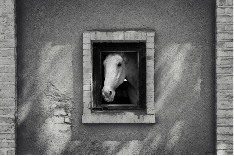 Vahid Momenzadeh, Love Frame, 2020