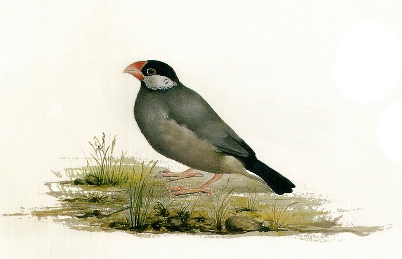 Mohammad Ghaffari, Bird, 1890