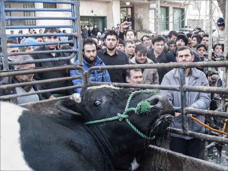 Zhoobin Mireskandari, How To Kill a Bull, 2007