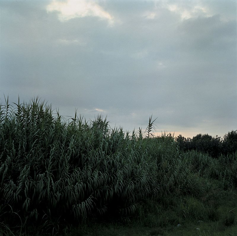 Shahryar Tavakoli, Untitled, 0