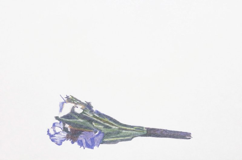 Pegah Bahador, Untitled, 2024