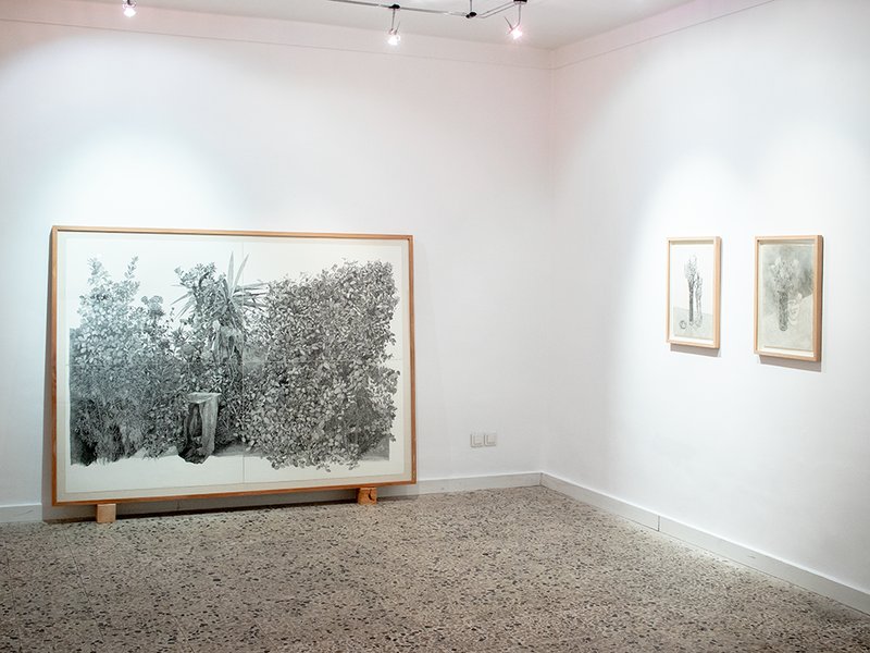 Plants in Continuance, installation view