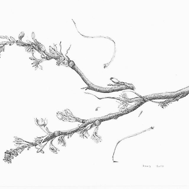 Kasra Golrang, Tuberose, 2017