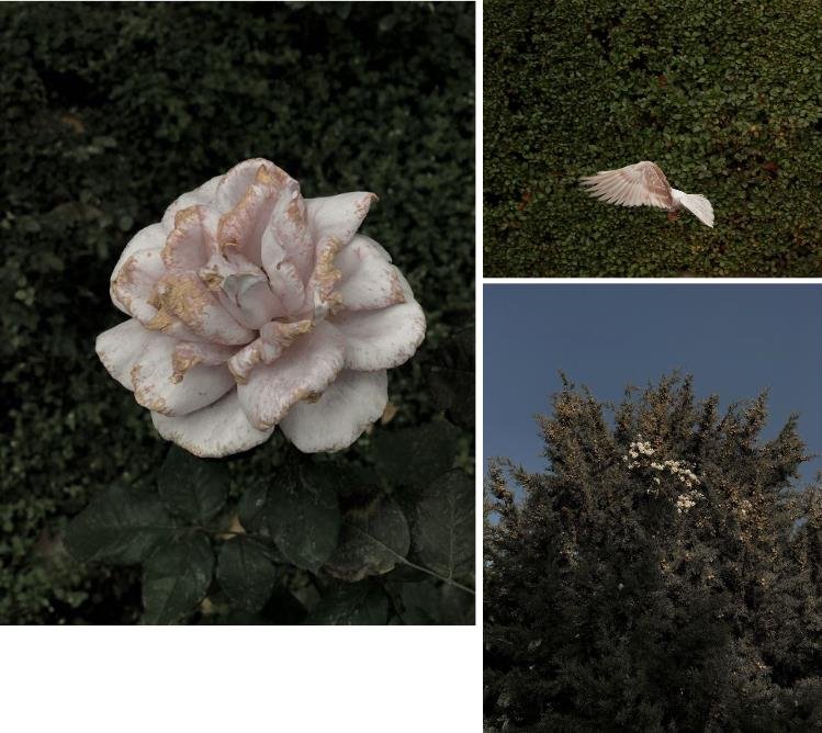 محسن شاهمردی