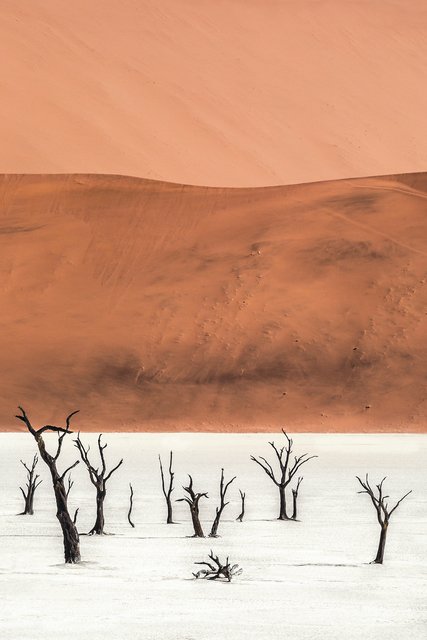 جاسمین روسی، درخت زندگی ۲، 1393