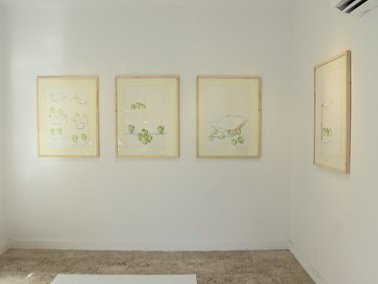 سیب سبز، نمای چیدمان