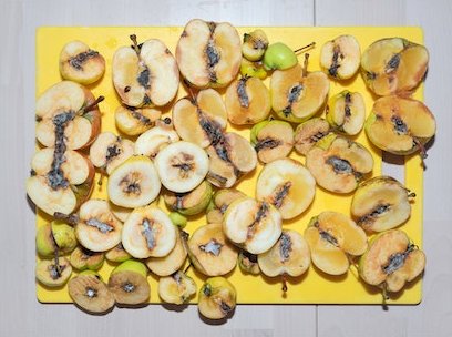 سُل هاشمی، بدون عنوان (شب پره کودلینگ)، 1400