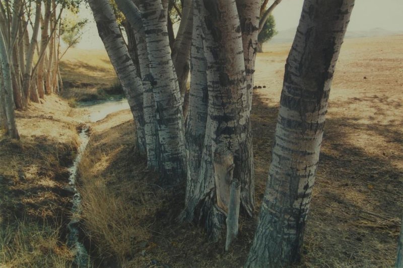 Abbas Kiarostami, Untitled, 2001