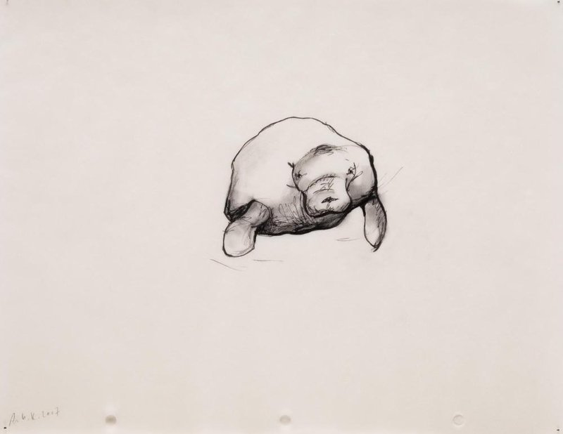 Avish Khebrezadeh, Solace, So Old, So New – Manatee I, 2007