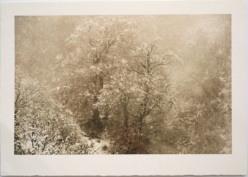 Shahin Esfandiari, Untitled, 2024