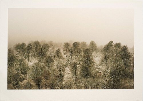 Shahin Esfandiari, Untitled, 2024