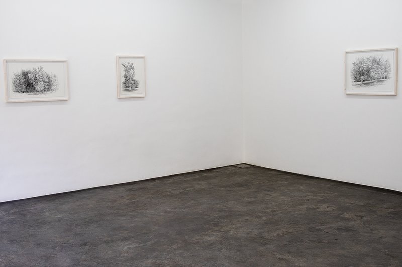 Always the Same Tree, installation view