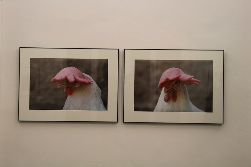 His Excellency the Cock, installation view