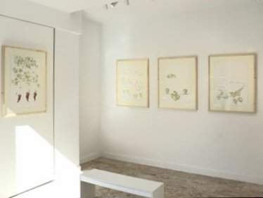 سیب سبز، نمای چیدمان