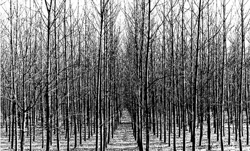 Abbas Kiarostami, Untitled, 2007