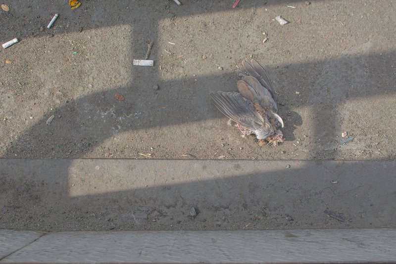 Mohamad Ashiani, Untitled, 0