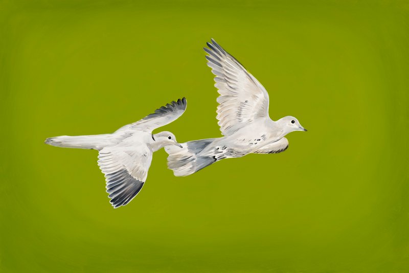 Mahsa Tehrani, Two Pigeons, 2022