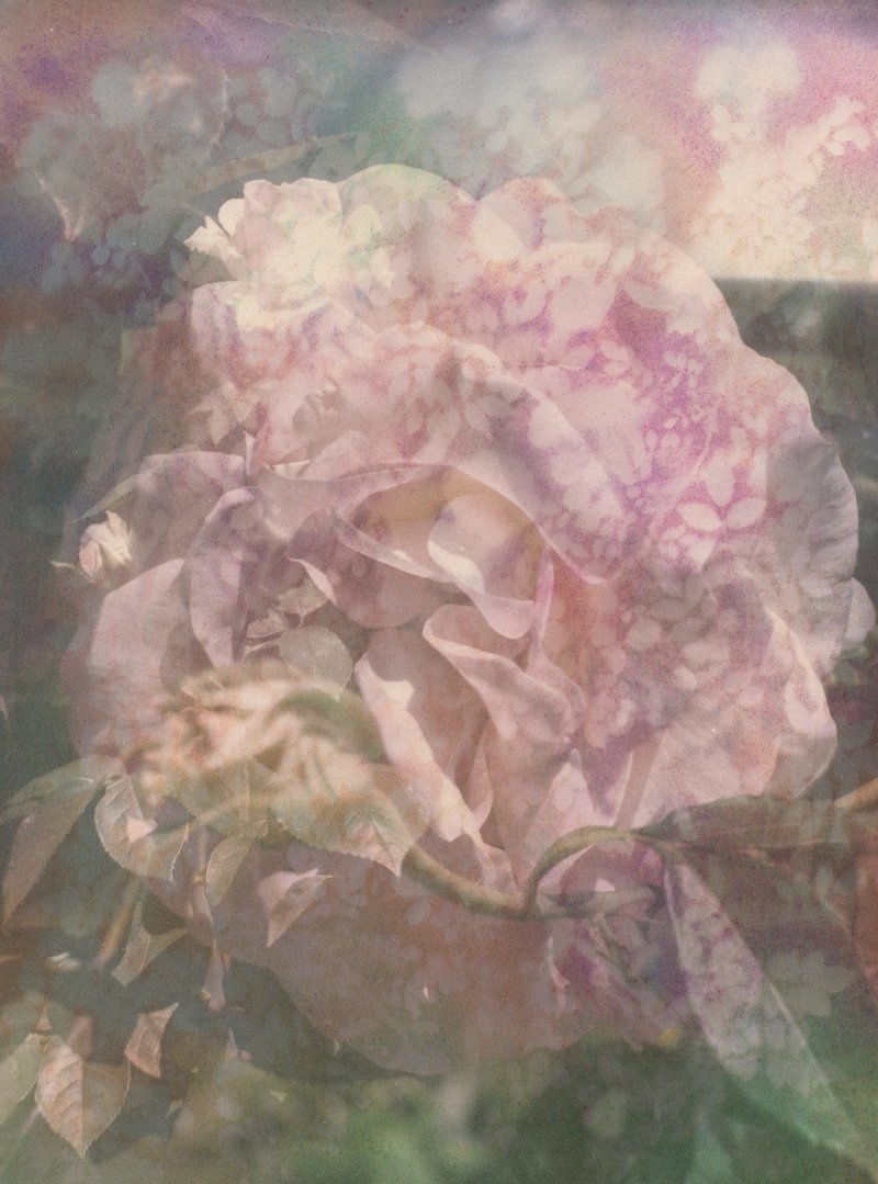 Sam Falls, Roses (Departure), 2021