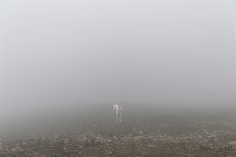 Shahram Ahmadzadeh, Untitled, 0