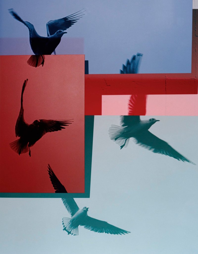Shirana Shahbazi, Red and blue seagulls, 2020