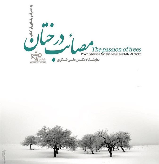 مصائب درختان