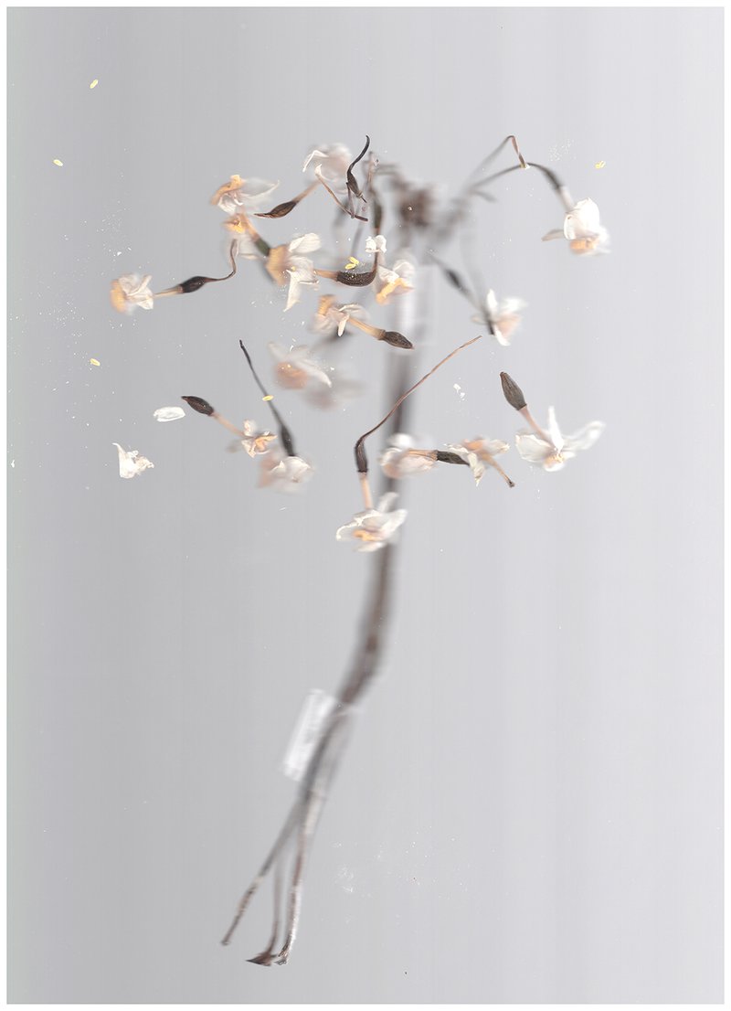 Mahboube Karamli, Untitled, 2021