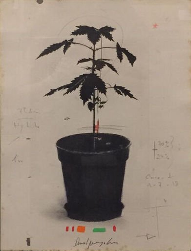 David Morago, Planta maría I, 2018