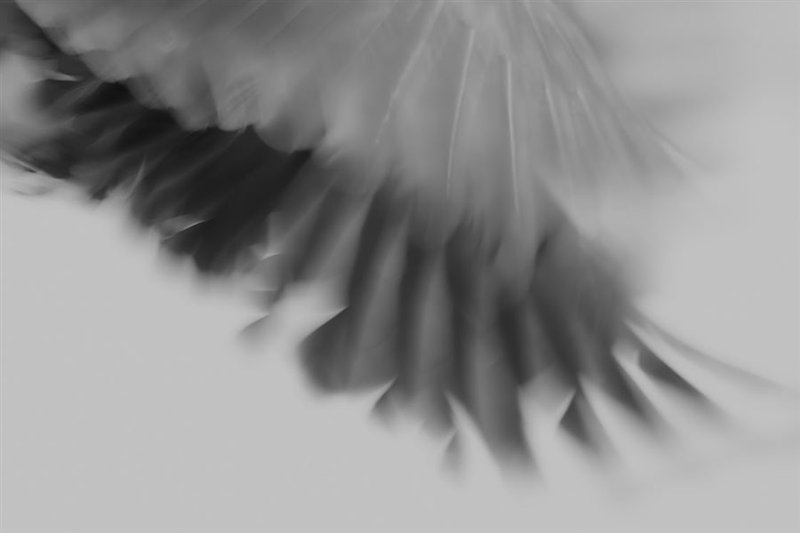Rokhsareh Okhovat, Untitled, 0