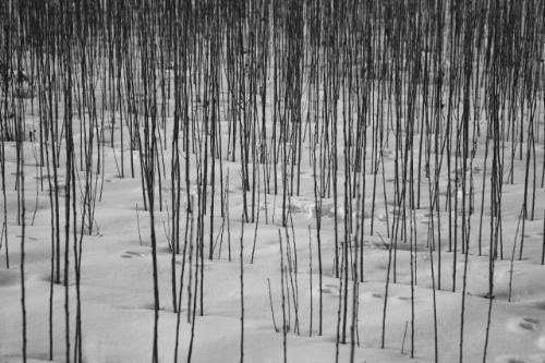 Abbas Kiarostami, Untitled, 2010