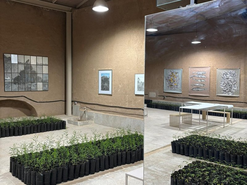 صحرا، صخره، صید، نمای چیدمان
