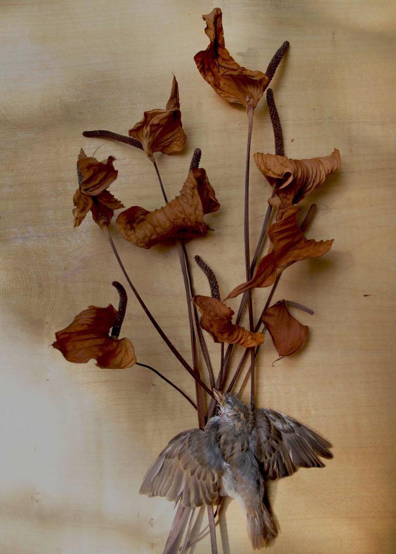 Naghmeh Ghasemloo, Untitled, 0