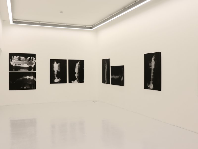 Living Creature, installation view