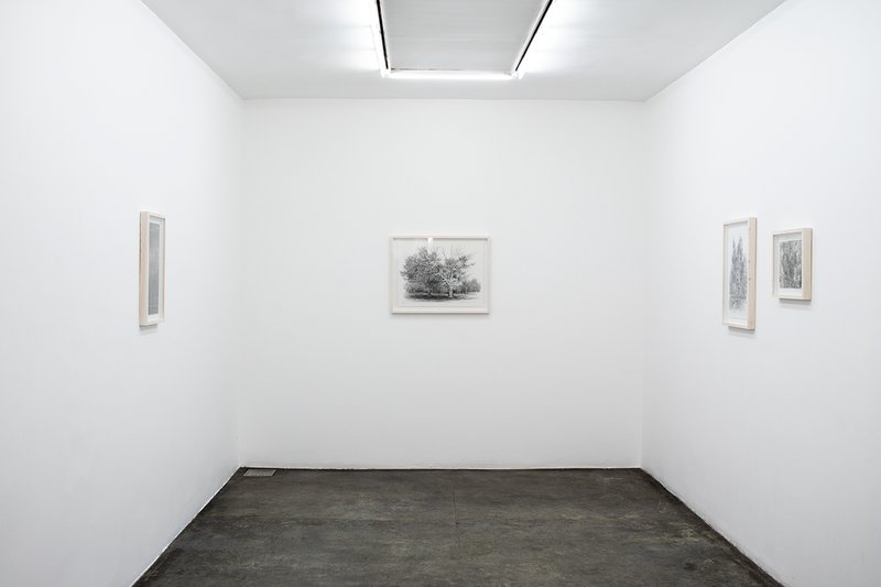 Always the Same Tree, installation view