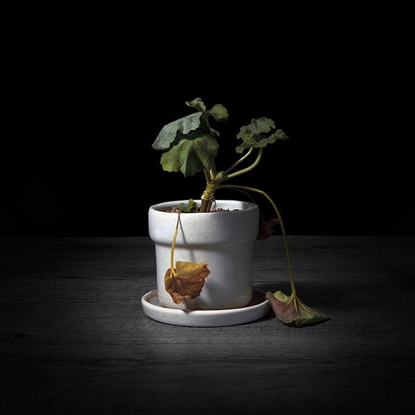Omid Mehdizadeh, Untitled, 2015