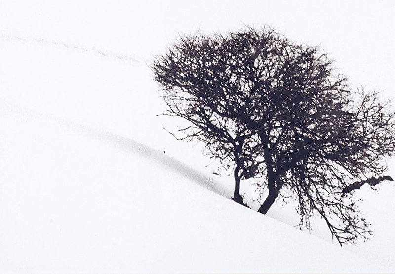 Abbas Gharib, Arbero Solitario, 2012