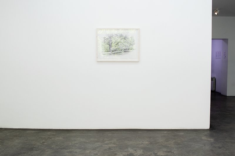 Always the Same Tree, installation view