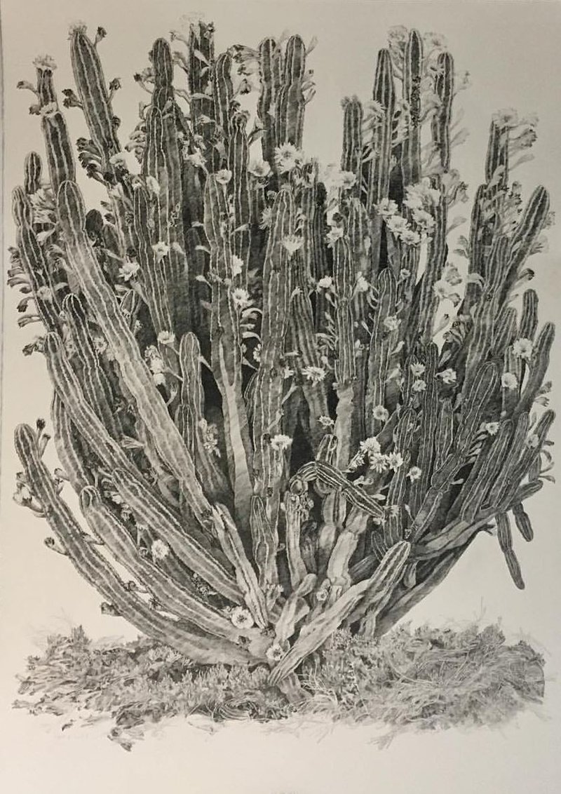 کسری گلرنگ، بدون عنوان