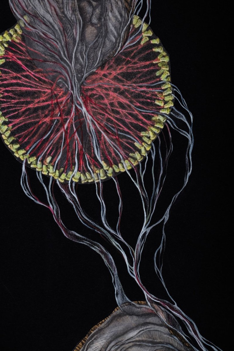 Leila Gazor, Untitled, 0