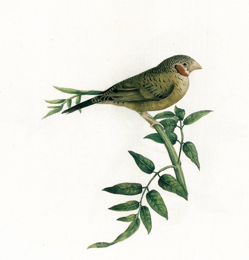 Mohammad Ghaffari, Bird, 1902