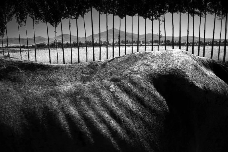 Romin Mohtasham, Untitled, 0