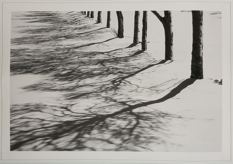 Abbas Kiarostami, Tree Shades, 2012